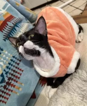 S.Y 様のお迎えした子猫