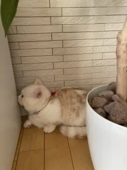 あっきー 様のお迎えした子猫