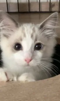 Ryo 様のお迎えした子猫