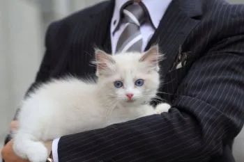 マコト 様のお迎えした子猫