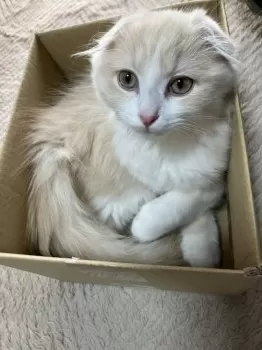 Y.O 様のお迎えした子猫