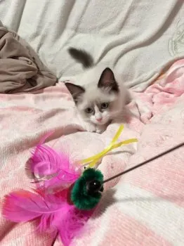 MSG 様のお迎えした子猫