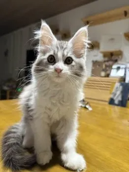 Y.O 様のお迎えした子猫