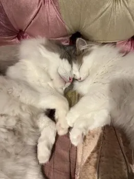 N.H 様のお迎えした子猫