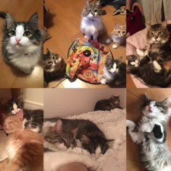 ルナぽこ 様のお迎えした子猫
