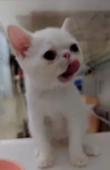 しらたき 様のお迎えした子猫