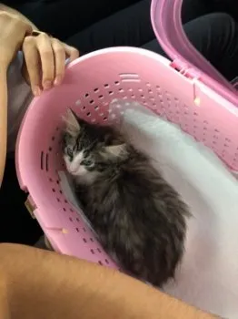 sherry 様のお迎えした子猫