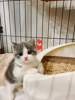 なつきち 様のお迎えした子猫