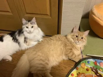 れおさお 様のお迎えした子猫