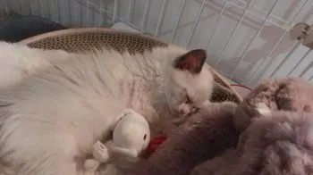 シナモン 様のお迎えした子猫