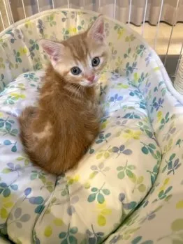 A 様のお迎えした子猫
