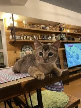 H.K 様のお迎えした子猫