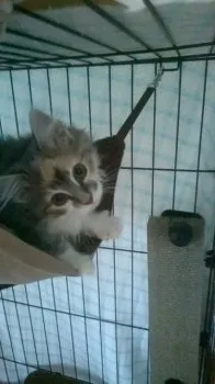 kurata 様のお迎えした子猫