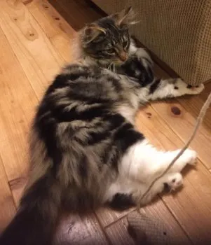 あお 様のお迎えした子猫