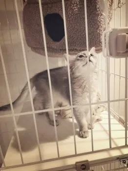H.F. 様のお迎えした子猫