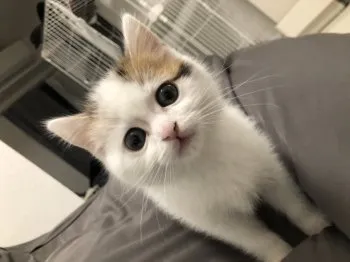アユミ 様のお迎えした子猫