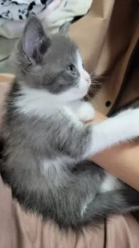 いけい 様のお迎えした子猫