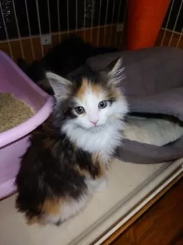玉ママ 様のお迎えした子猫
