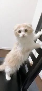 K.H 様のお迎えした子猫