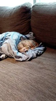 ライテン 様のお迎えした子猫