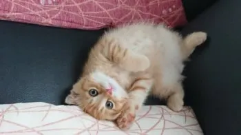 ハラヘリンコフ 様のお迎えした子猫