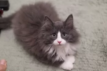 ふかふか 様のお迎えした子猫