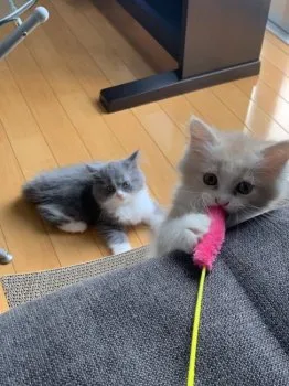 R.M 様のお迎えした子猫