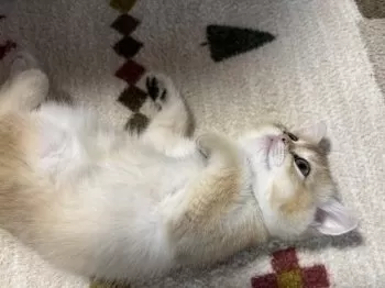 いぶれん 様のお迎えした子猫