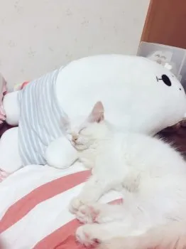 みみ 様のお迎えした子猫