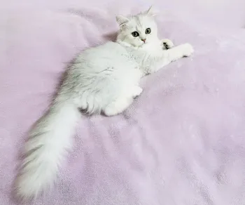 シエル 様のお迎えした子猫