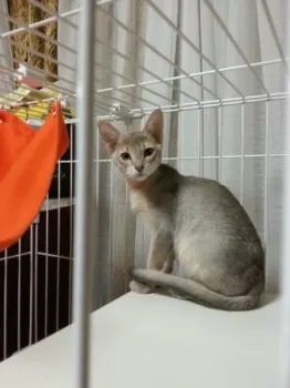 aventadol 様のお迎えした子猫
