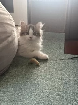 すもも 様のお迎えした子猫