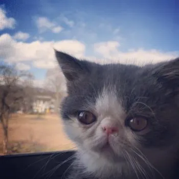 ジョヴァンニ 様のお迎えした子猫