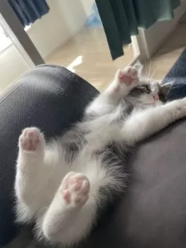 K.U 様のお迎えした子猫