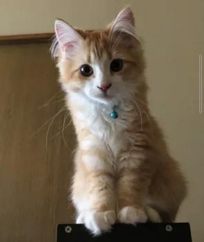 はぴるん 様のお迎えした子猫