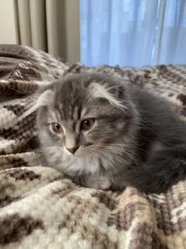 S.H 様のお迎えした子猫