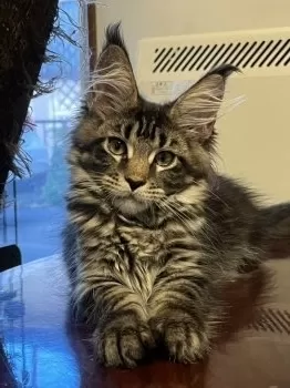 イナムラ 様のお迎えした子猫