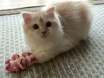 福田　純子 様のお迎えした子猫