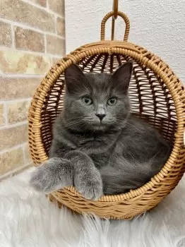 C.K 様のお迎えした子猫