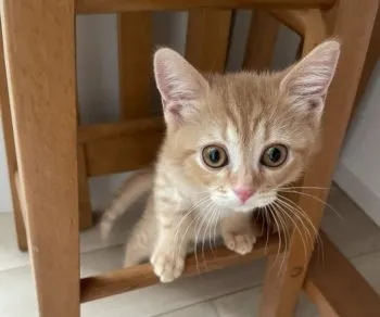 M.O 様のお迎えした子猫