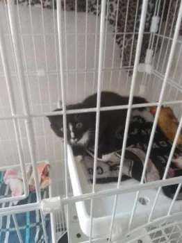 Y.S 様のお迎えした子猫