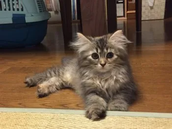 けいちゃん 様のお迎えした子猫