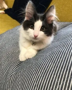 mari 様のお迎えした子猫