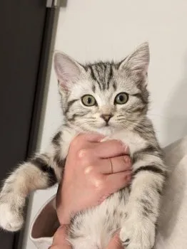 NE 様のお迎えした子猫