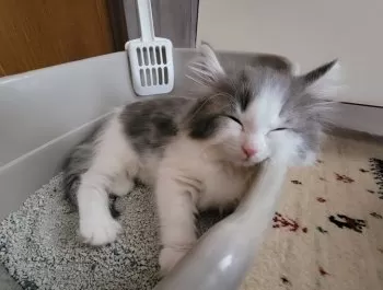 えみさん 様のお迎えした子猫