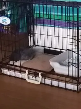 kuni 様のお迎えした子猫