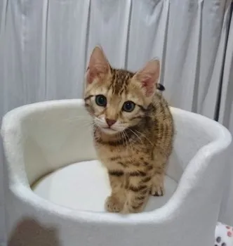 rico 様のお迎えした子猫