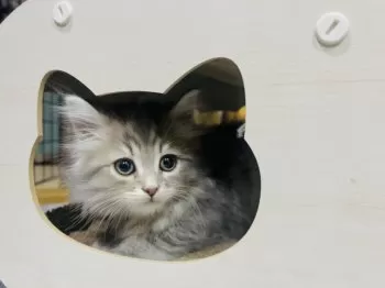 T.K 様のお迎えした子猫