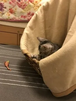 今井 様のお迎えした子猫