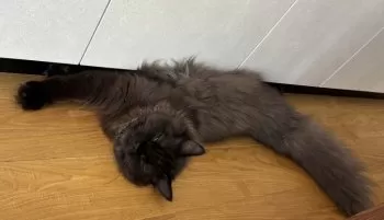 M.Y 様のお迎えした子猫